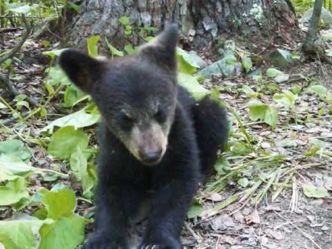 Hope: The Wonder Cub ('Wonder' - Natalie Merchant)...