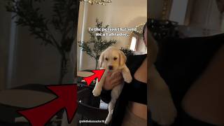 dog scam and wiggle challenge #dog #shorts