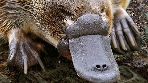 Platypus Documentary - The World