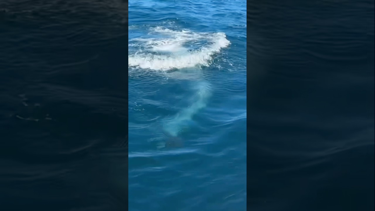 Right in the middle of the chaos! GIANT Bluefin in Galicia!