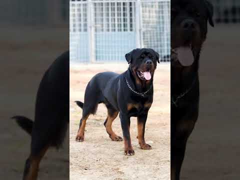 Rottweilers focus....