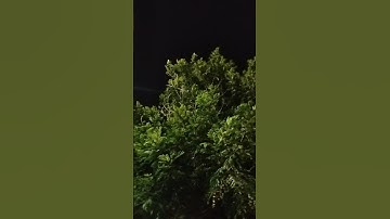 القارئ اسلام صبحي
