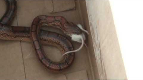 Corn Snake eating mouse part 2