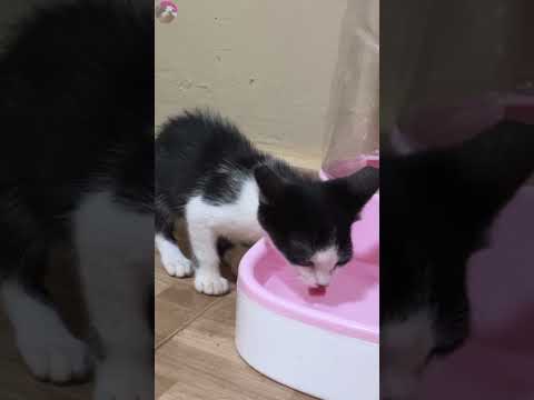 Rescued kitten being followed around by older cat #shorts