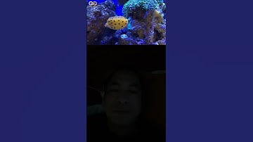 Loài cá kỳ lạ nhất hành tinh #ruongkgh #khonggioihanchannel #dongvat