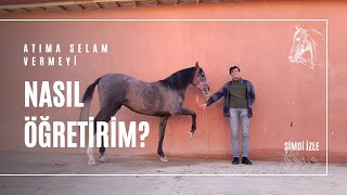 ATIMA SELAM VERMEYİ NASIL ÖĞRETİRİM ? (AT EĞİTİMİ) #at #atbinme #atlar #horse #horselover