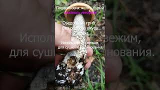 Подосиновик желто бурый. #mushroom #mushroomlife #fungi #грибы #Подосиновик желто-бурый #лето