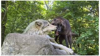 Gray Wolves Kinari & Silas Playtime Moments!