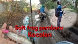 Kocolan pemburu soft frog❌ Soft frog pemburu kocolan✅ @iwanokto704