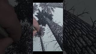 One Point Perspective Drawing Pine Trees in Ink Pen