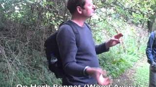 Robin Harford on Herb Bennet (Wood Avens)