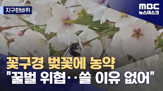 [지구한바퀴]도심 벚꽃에도 '꿀벌 독성' 농약‥"사람도 안전하지 않다" (2024.04.20/뉴스데스크/MBC)