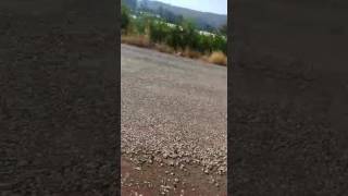 Reyhan Ablamin Narenciye Bahcesi