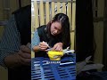 一百公里集鴿，上籠前要預防單眼傷風 #賽鴿 #鴿舍