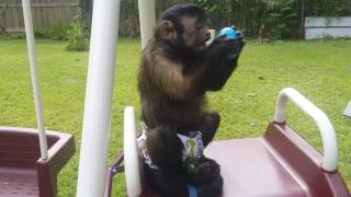 Capuchin monkey opening plastic Easter eggs