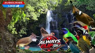 🔥 MASTERAN BURUNG FAVORIT JURI! | CENDET, MURAI & CUCAK IJO WAJIB DENGAR 🔥 SUARA TAJAM & JERNIH #fyp