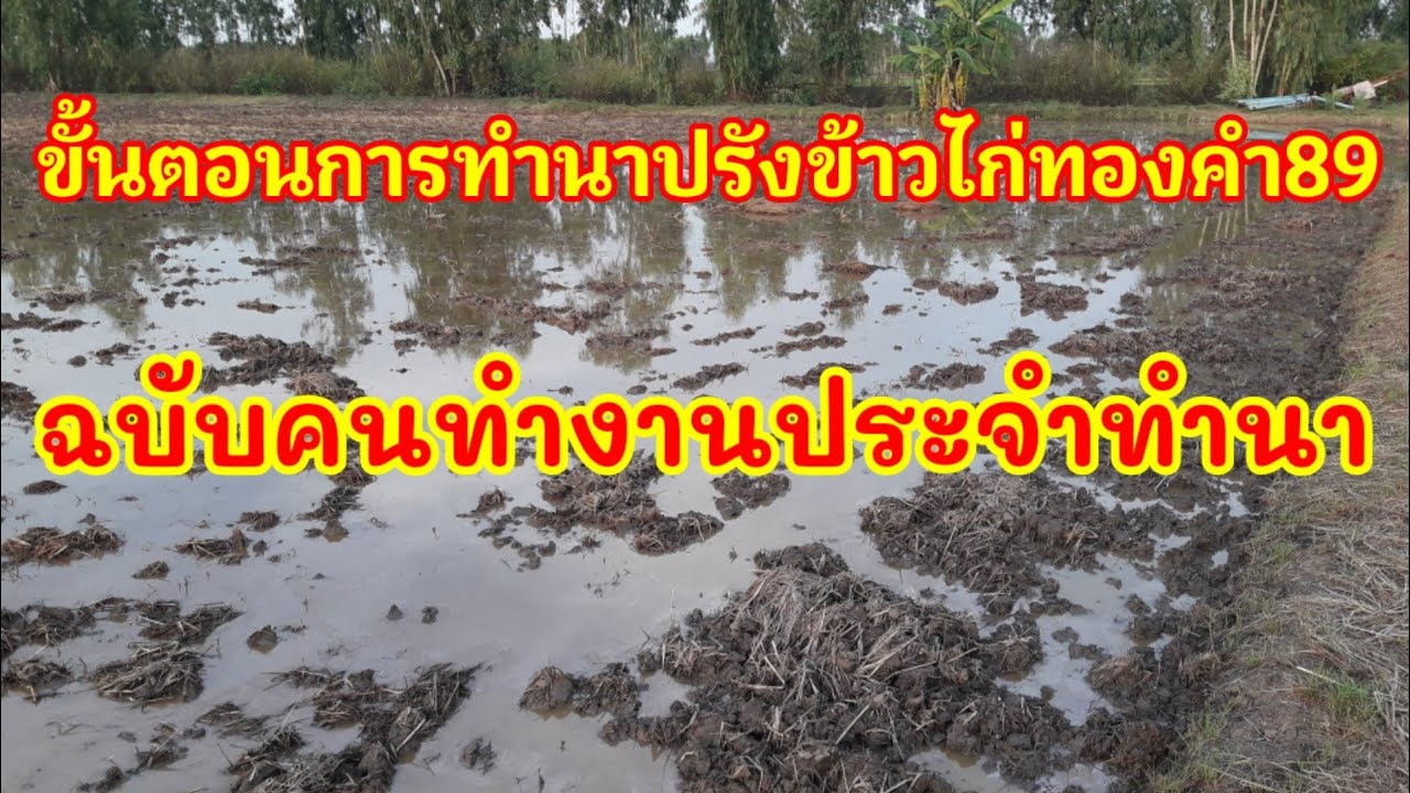 ขั้นตอนการทำนาปรัง ข้าวไก่ทองคำ89 ฉบับคนทำงานประจำทำนา