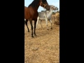 caballos y burros(4)