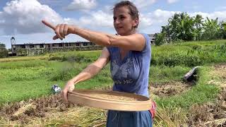 Takto se sklízí ryže na Bali😀 Rice Harvesting on Bali 😀