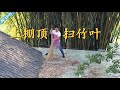第一次上棚顶打扫竹叶，虽然比较恐高但是也很快适应了，以后交给徒弟来干！