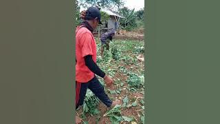 Daripada dibabad murah murahge nupenting  JD  duit we