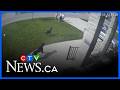 11-year-old girl and her dog attacked by two rottweilers