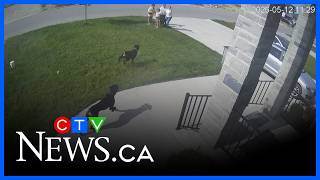 Famous 11-year-old girl and her dog attacked by two rottweilers Wealth