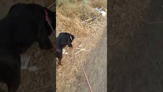 Ek acchi walk sab kuch theek kar deti hai! 🐶🚶♂️☀️ #GoodWalk #RottweilerVibes #MorningPeace