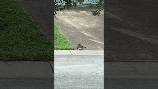 Neighborhood cat gets attacked by birds being too close to their nest 🪹 #cats #birds #birdattack