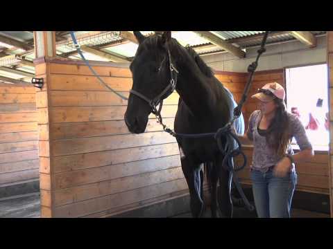Come rieducare un cavallo resistente per prendere il suo uno piedi parte