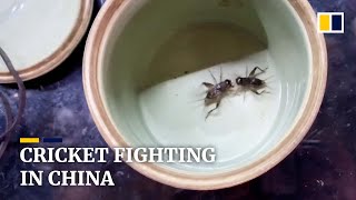 In China, crickets put up a good fight