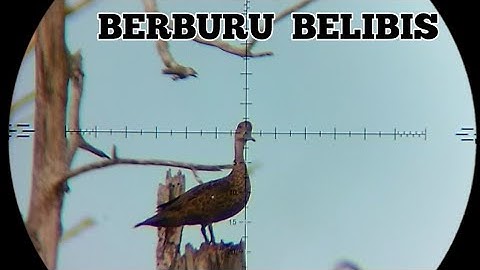 GILA ❗SPOT RAHASIA BELIBIS NYA SUPER MELIMPAH. BORNEO SLUG BIKIN PECAH, BERBURU BELIBIS