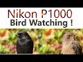 Small Birds Nikon P1000 4K Short film Part II -Extreme close up shots of Birds ,Unedited 4K Videos