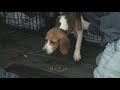 Animal Rescue League of Iowa to take in beagles rescued from Ridglan Farms