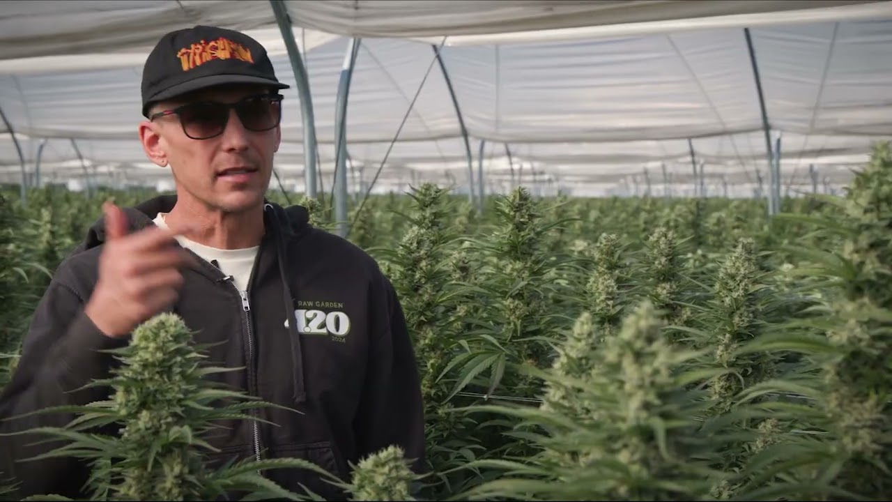 Strain Spotlight: Umami