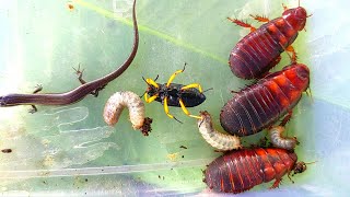 I hunted🇱🇷the beautiful yellow-legged bug and a few other creatures by Insect hunting 4,857 views 3 weeks ago 6 minutes, 51 seconds
