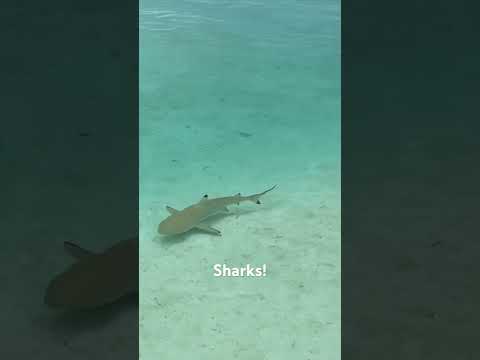 Swimming with the