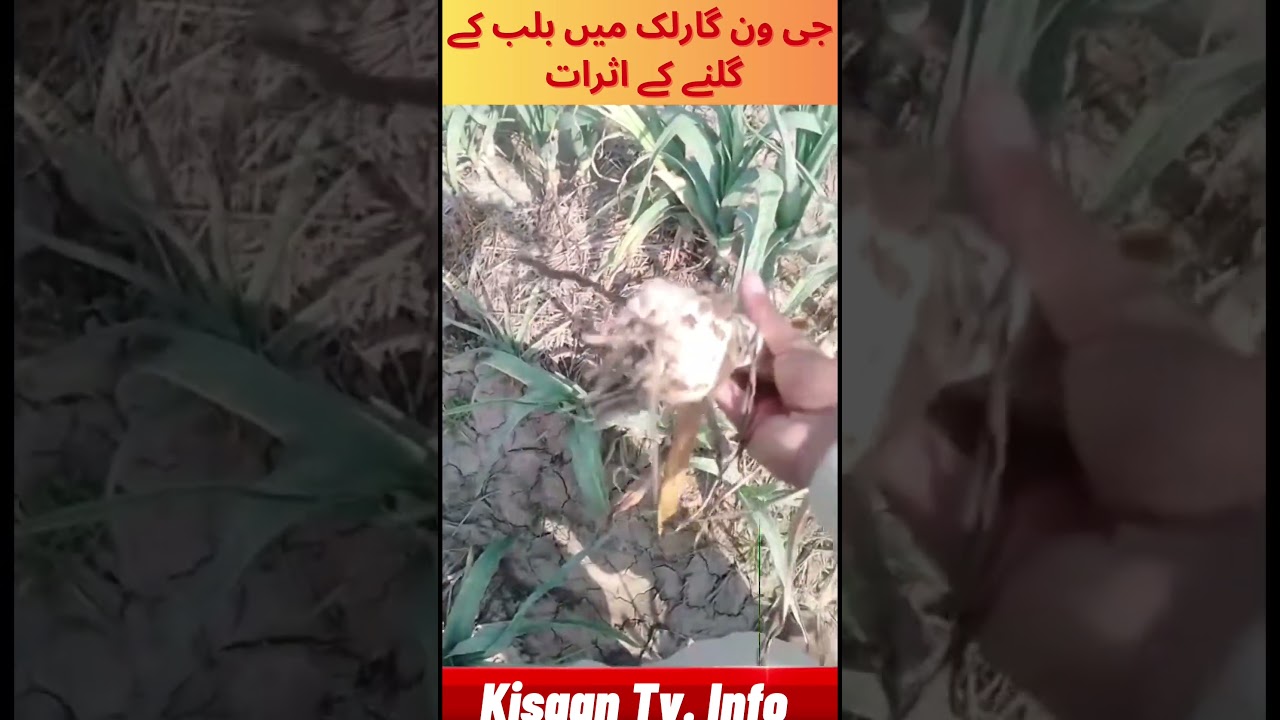 Narc G1 garlic bulb disease