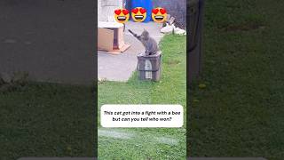 Cat  And Bee Fight  Actionwatch Till End Who Won