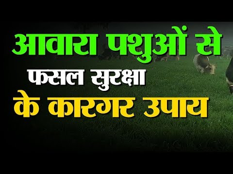 Crop Protection | अवारा पशुओं से परेशान Kisano का Encounter | कैसे करें Kisan अपने फसलों की सुरक्षा