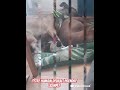mon chat ce prend pour un chien MDR #FORYOU #FILMORAMOBILE #CHATON #BULLY #amstaff #videocook