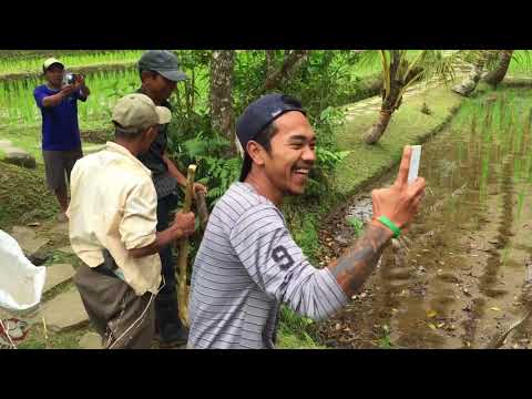 Snakes In Bali Resorts
