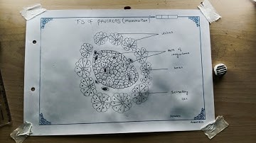 #intermediate  #140   zoology practicalsHow to draw T.S of pancreas (mammalian)