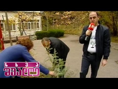 თბილისის ბაღების გამწვანება