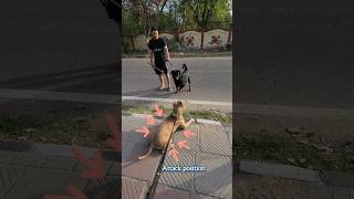 Bully vs Rottweiler  #rottweiler #americanbully #pitbull #dogshorts