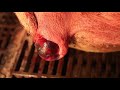 Lucent (2014) - full documentary