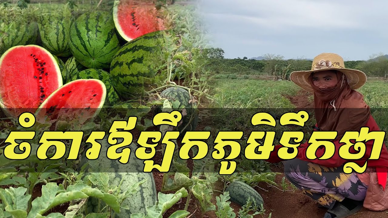 ចំការឪឡឹកភូមិទឹកថ្លា/Watermelon Farm, Teuk Thla Village YouTube