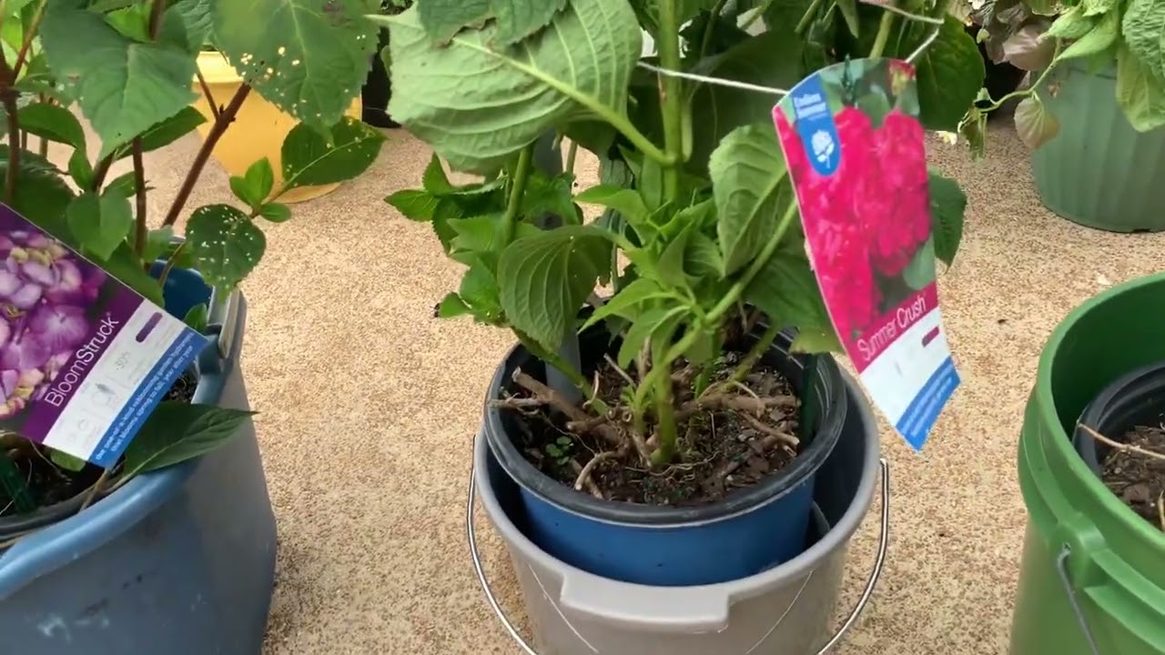 Hydrangea Rescue ❤️👩🏽‍⚕️