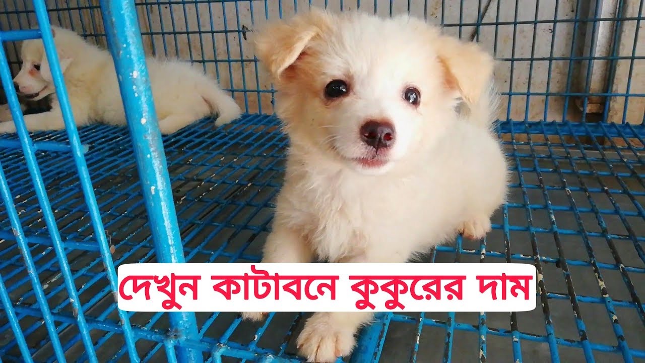 dog bazar price