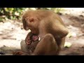 Poor Monkey Mom LIBBY Give Milk To Cute Baby BRADY